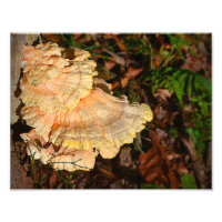 Pollo De La Fotografía De Los Hongos De Woods
