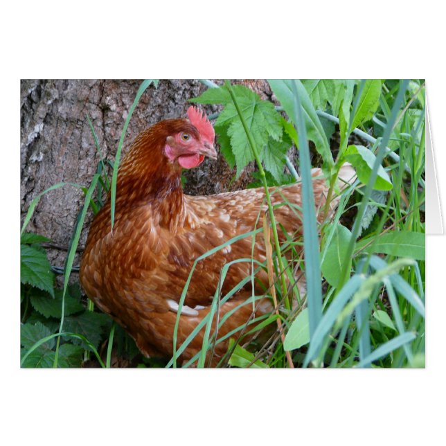 Pollo en la hierba (Anverso (Horizontal))
