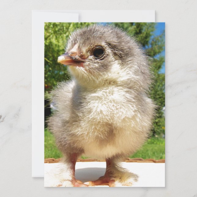 pollo flautista (Anverso)