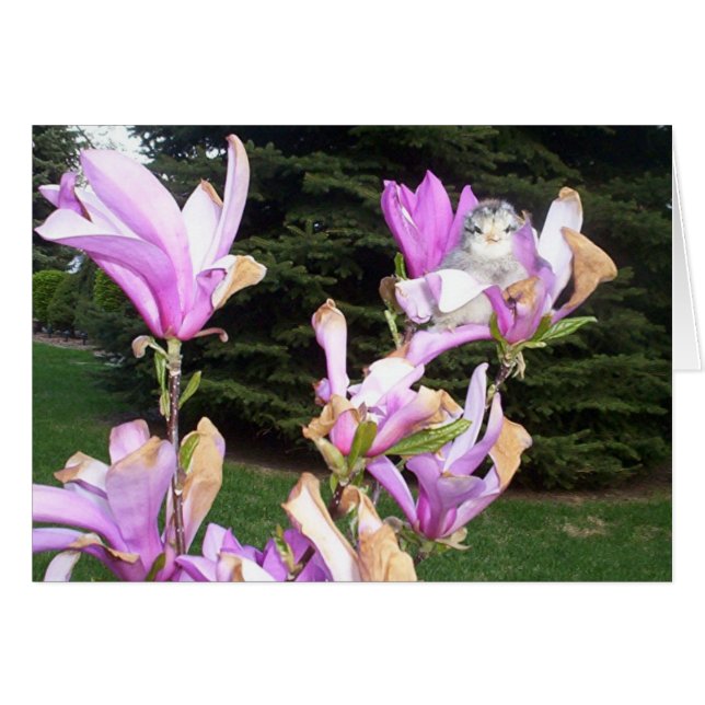 pollo lindo en una flor (Anverso (Horizontal))