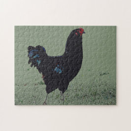Pollo negro en el rompecabezas del arte de hierba