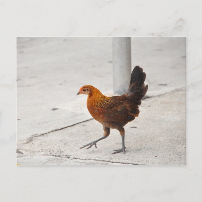 Pollo Oeste en la vereda de la postal de Florida (Anverso)