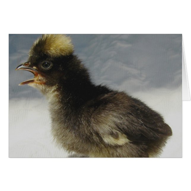 Pollo para bebés polacos (Anverso (Horizontal))