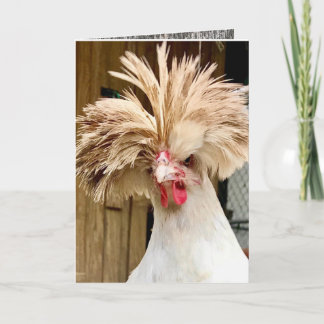 pollo polaco "coop hair, no le importa!" Tarjeta d