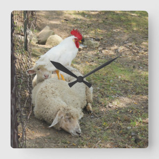 Pollo que se sienta en un reloj de las ovejas