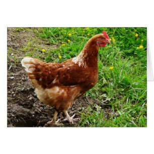 Pollo Rojo Pequeño - Capa de huevo de rango libre