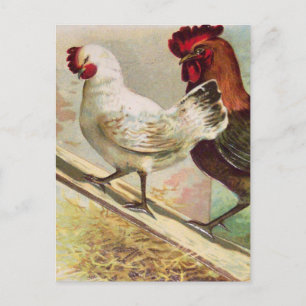 Pollos antiguos de la vieja postal de Pascua