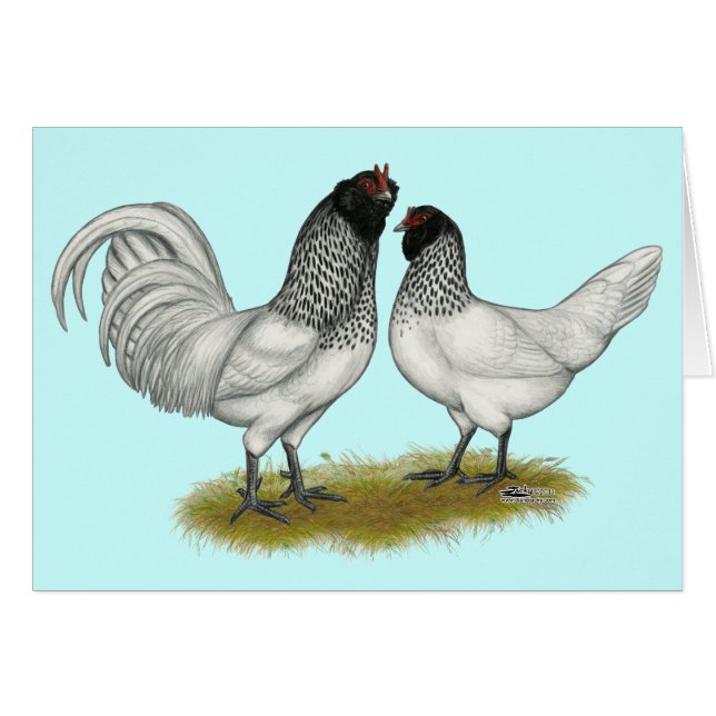 Pollos de barba de búho de los Países Bajos (Anverso (Horizontal))