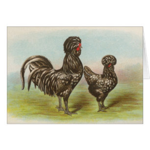 Pollos de Graham - de Houdan