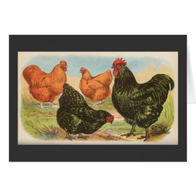 Pollos de Graham - de Orpington (Anverso (Horizontal))