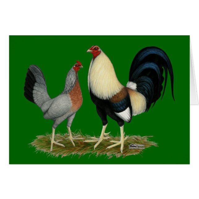 Pollos de oro de Duckwing (Anverso (Horizontal))