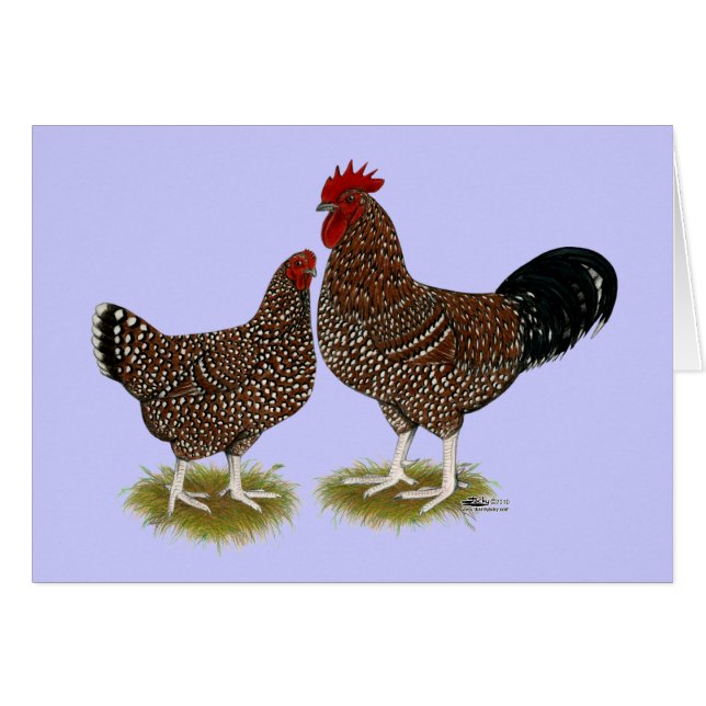 Pollos de Sussex afilados (Anverso (Horizontal))