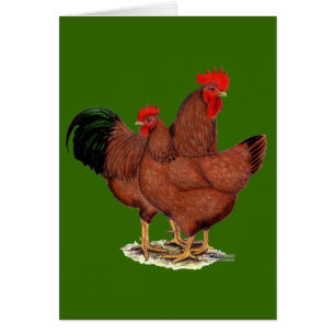 Pollos del rojo de la producción