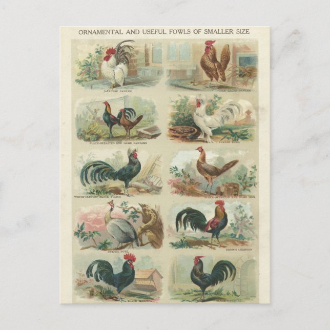 Pollos del vintage -- Postal ornamental de las (Anverso)