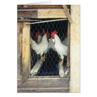 Pollos del YER de la cuenta