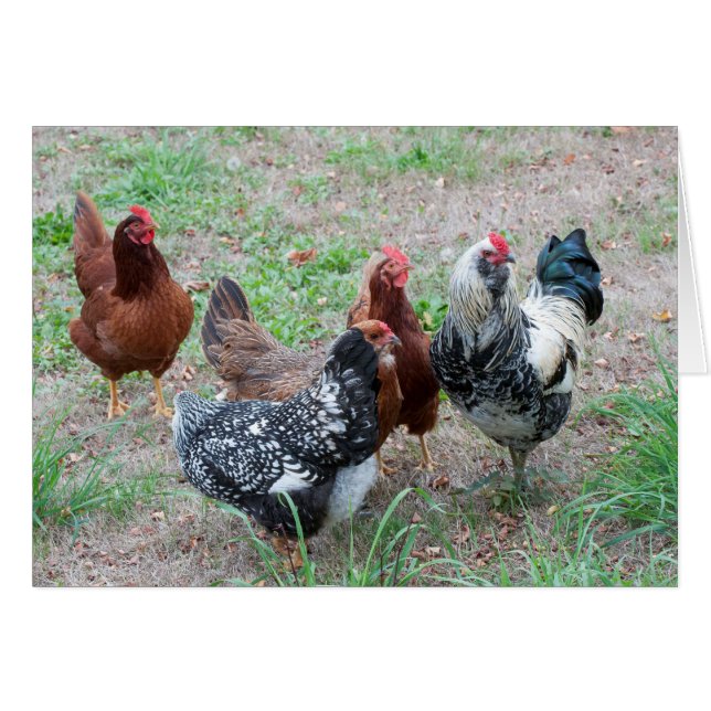 Pollos en la yarda (Anverso (Horizontal))