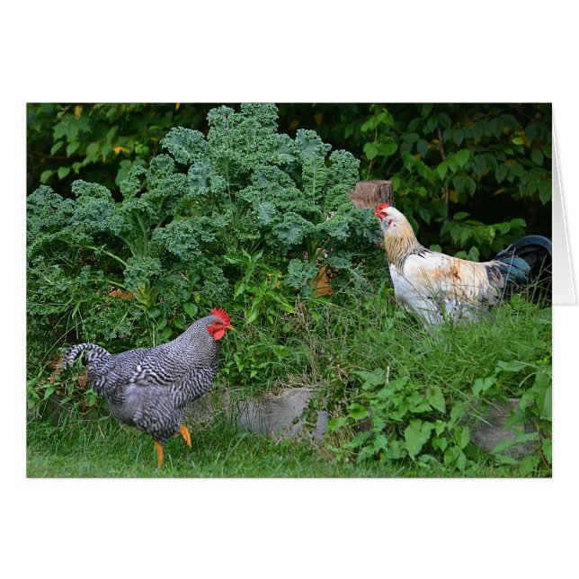 Pollos forrajeros Notecard (Anverso (Horizontal))