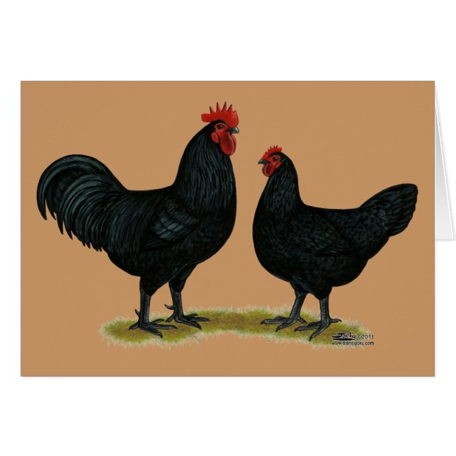 Pollos Java negros (Anverso (Horizontal))