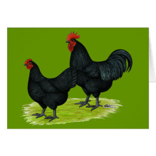 Pollos negros de Australorp