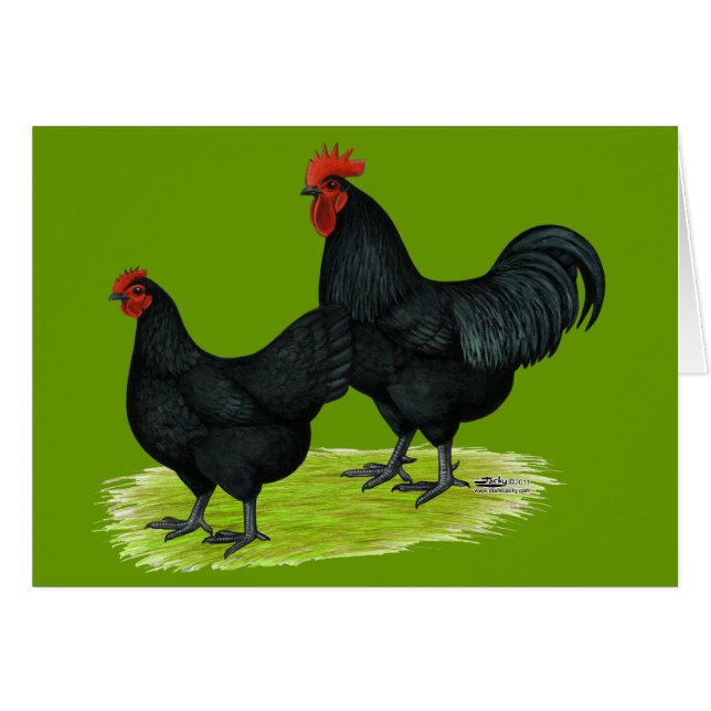 Pollos negros de Australorp (Anverso (Horizontal))