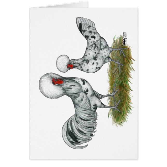 Pollos polacos de esplash (Frente)