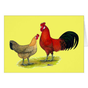 Pollos sicilianos del ranúnculo