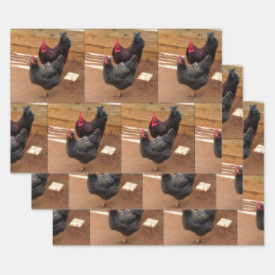 Pollos - Vida de granja - Hojas de papel envueltas