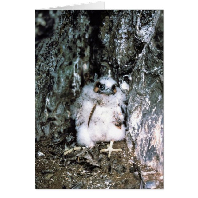 Polluelo del halcón de peregrino (Frente)