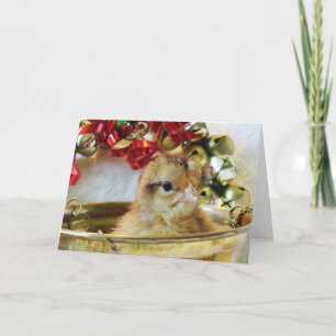 Polluelo del navidad