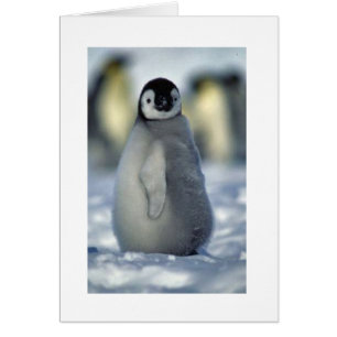 polluelo del pingüino