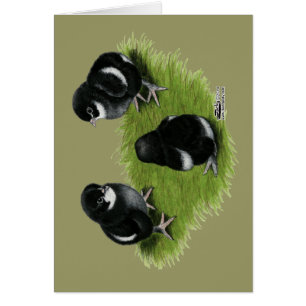 Polluelos de cobre negros de Marans