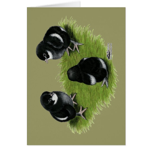 Polluelos de cobre negros de Marans (Frente)