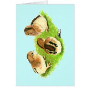 Polluelos rojos negros de Aseel