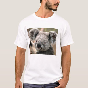 polo koala