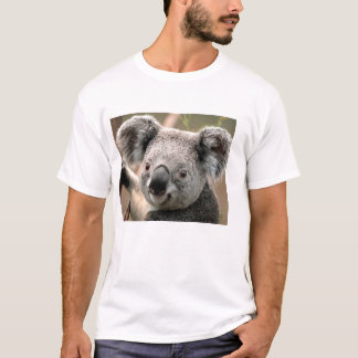 polo koala
