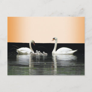 Polvo de la familia Swan. Postal BG Color DIY