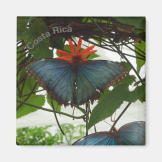 Polvo De Mariposas Morfo Azul. Imán