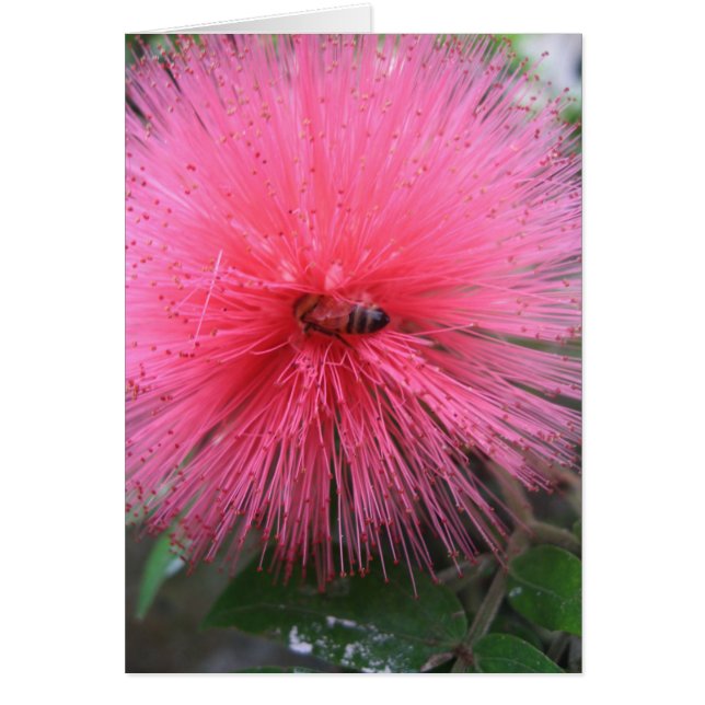 Polvo rosa y abeja de burbujas (Frente)