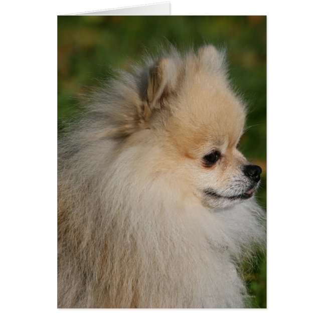 Pomerania Captura de pantalla 2 (Frente)