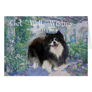 Pomerania en jardín de flores