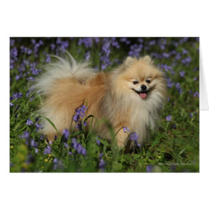 Pomerania mira a la cámara en los Bluebells