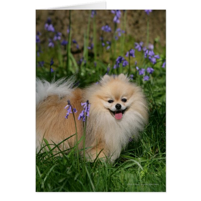Pomerania mirando a la cámara (Frente)