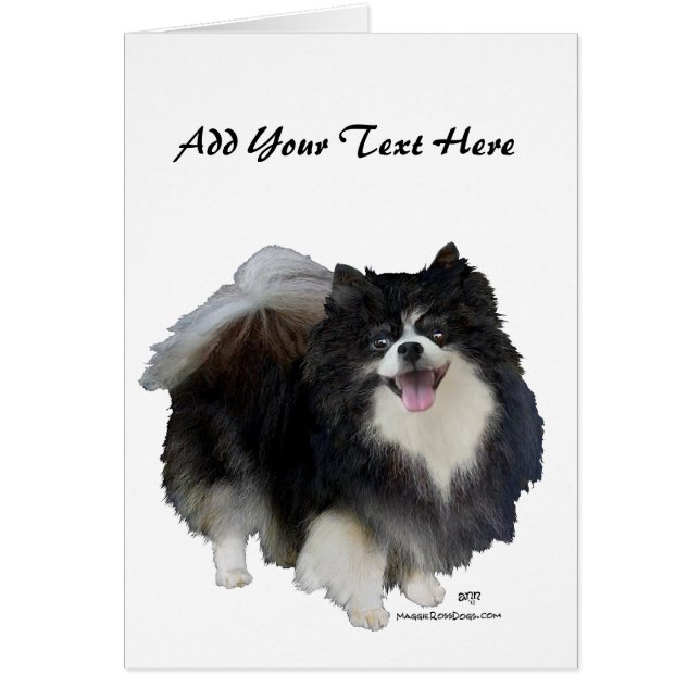 Pomerania negra (Frente)