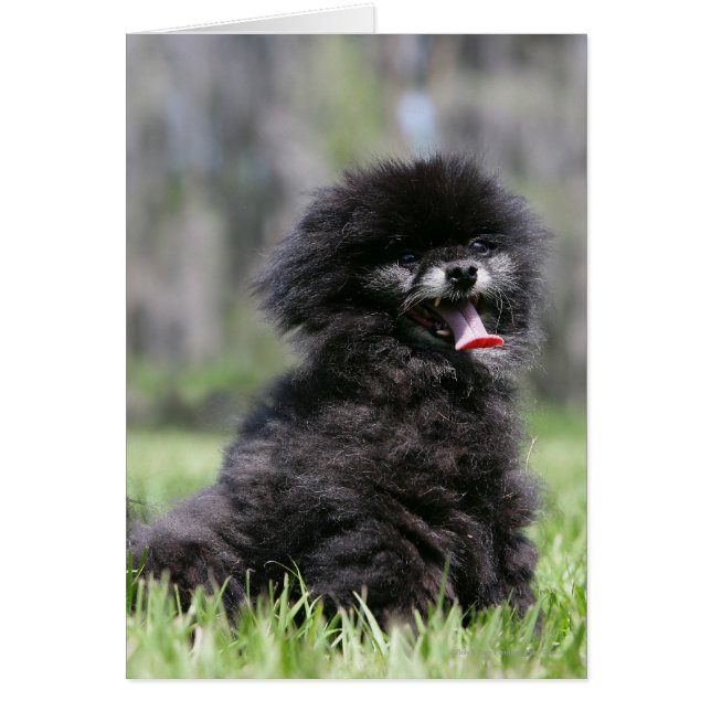 Pomerania negra (Frente)