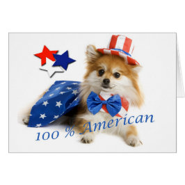 Pomeranian americano del 100 por ciento