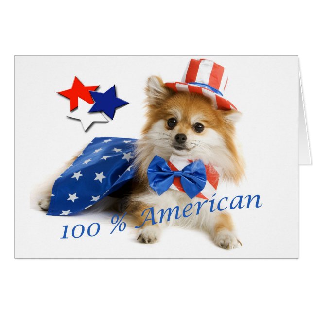 Pomeranian americano del 100 por ciento (Anverso (Horizontal))