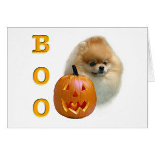 Pomeranian Boo