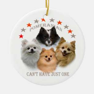 Pomeranian no puede tener apenas un ornamento