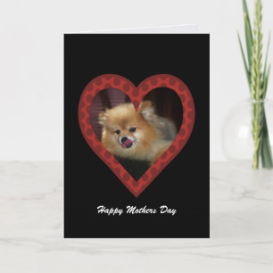 Pomeranian: Tarjeta del Día de la Madre
