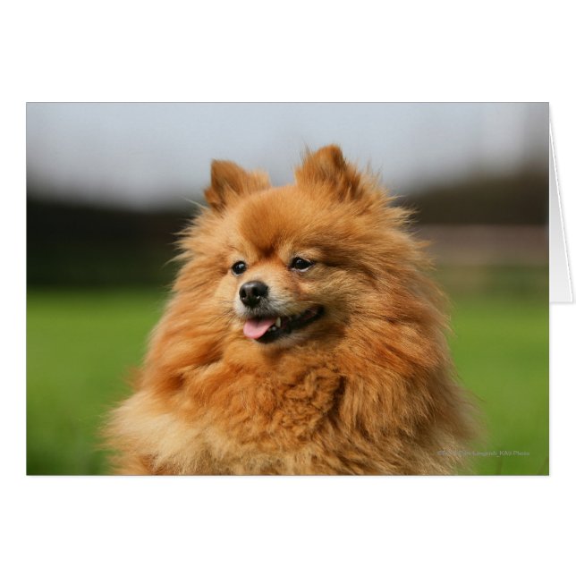 Pomeranian Watching (Anverso (Horizontal))